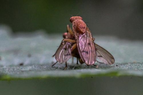 Réf. 240 662 : Suillia sp.